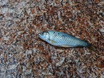 High angle view of fish underwater