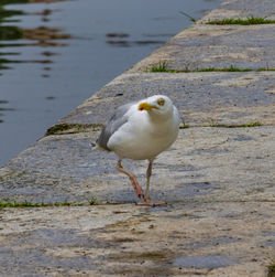 Close-up of seagull perching on water