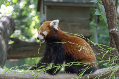 View of an animal in zoo