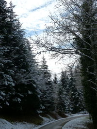 Road amidst trees in forest against sky during winter