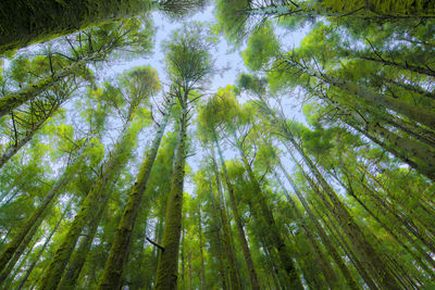 Low angle view of trees against sky