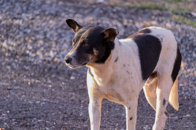 Close-up of a dog looking away