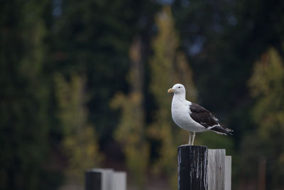 Bird perching on tree