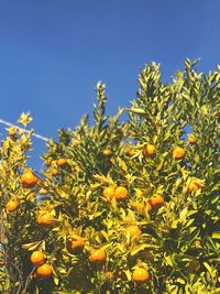 Low angle view of orange flowering plants against blue sky