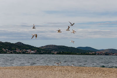 Seagulls flying over sea against sky