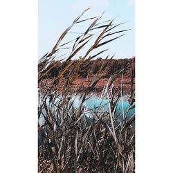 Dry plants against clear sky