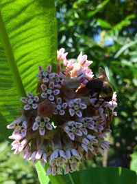 Close-up of honey bee on plant