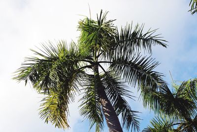 Low angle view of tree against clear sky