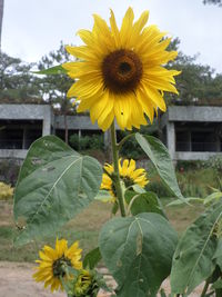 Close-up of sunflower