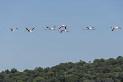Low angle view of birds flying in the sky