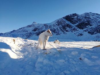 View of horse on snowcapped mountain against sky