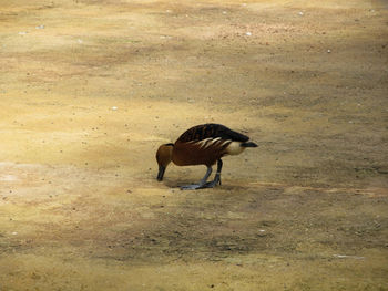 Duck standing on field