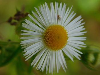 Close-up of white flowers