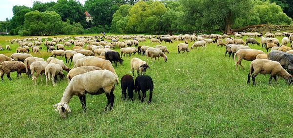 Flock of sheep grazing in field