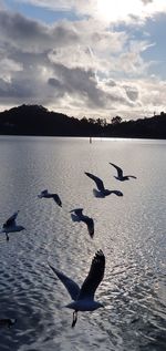 Seagulls flying over sea against sky