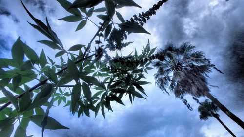 Low angle view of palm tree against sky