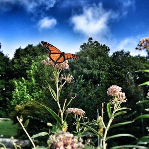 Low angle view of butterfly on plant against sky