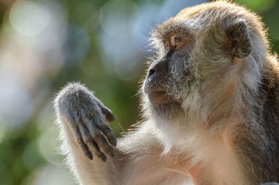 Close-up of monkey looking away