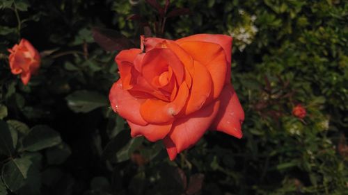 Close-up of red rose blooming outdoors