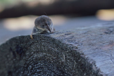 Close-up of squirrel on wood