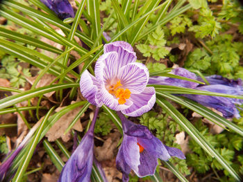 High angle view of purple flowering plants