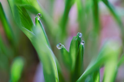 Close-up of water drops on plant