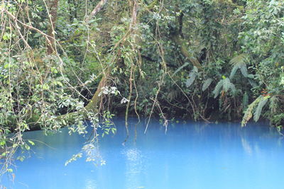 Scenic view of lake in forest