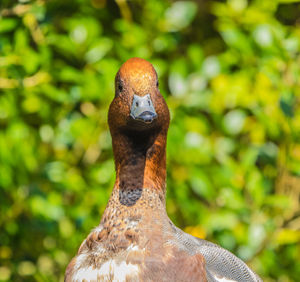 Close-up of a bird on rock