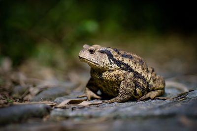 Close-up of frog