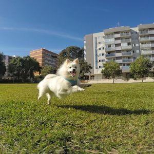 Dog in park against clear sky