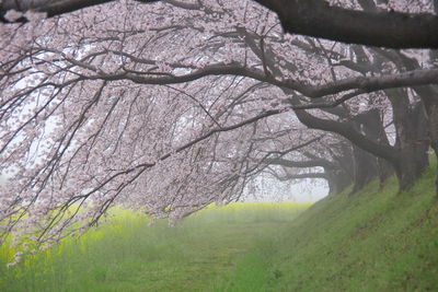 Bare tree with flowers in foreground