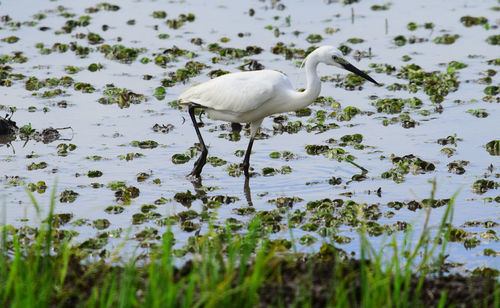 White duck in a lake