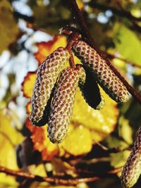 Close-up of insect on plant