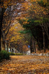 Trees in forest during autumn