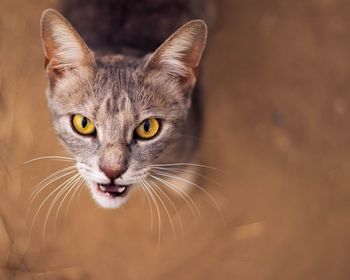 Close-up portrait of cat