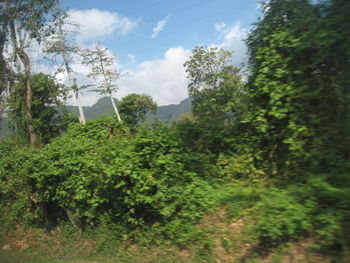 Trees and plants growing on land against sky