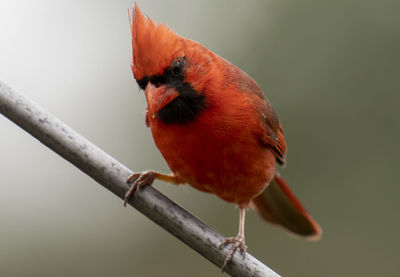 Close-up of bird perching on branch