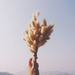 Close-up of hand holding plant against sky