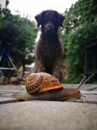 Close-up of dog looking at snail