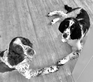 High angle view of dog on hardwood floor