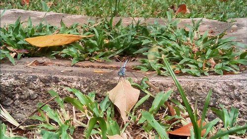 Close-up of snake on grass