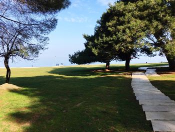 Tree on golf course against sky