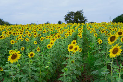 Scenic view of sunflower field against sky