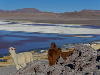 Llamas on field by laguna colorada lake against clear sky