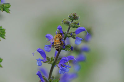 Close-up of bee pollinating on purple flower