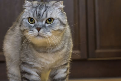 Close-up portrait of cat