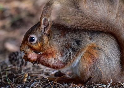 Close-up of squirrel