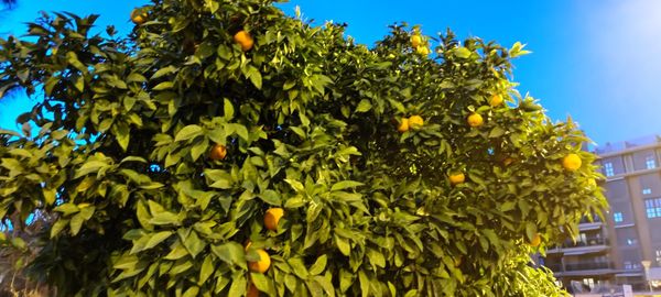 Low angle view of fruits growing on tree