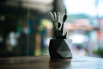 Close-up of potted cactus on table