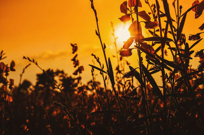 Close-up of silhouette plants on field against orange sky